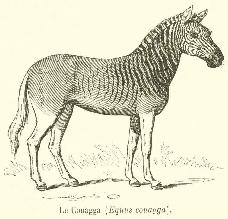 Le Couagga, Equus couagga (metszet) alkotó: French School
