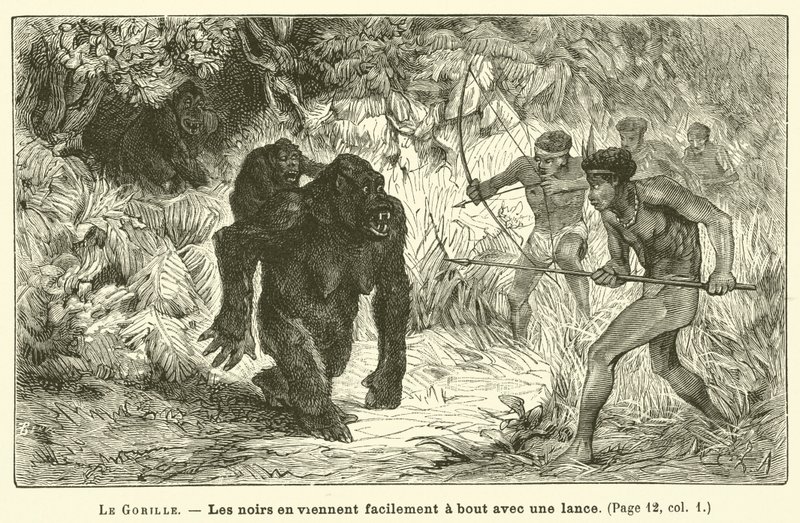 A gorilla (metszet) alkotó: French School