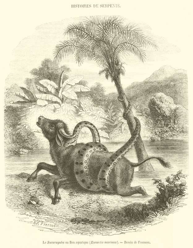 Sucuruyuba vagy víziboa, Eunectis murinus (metszet) alkotó: French School