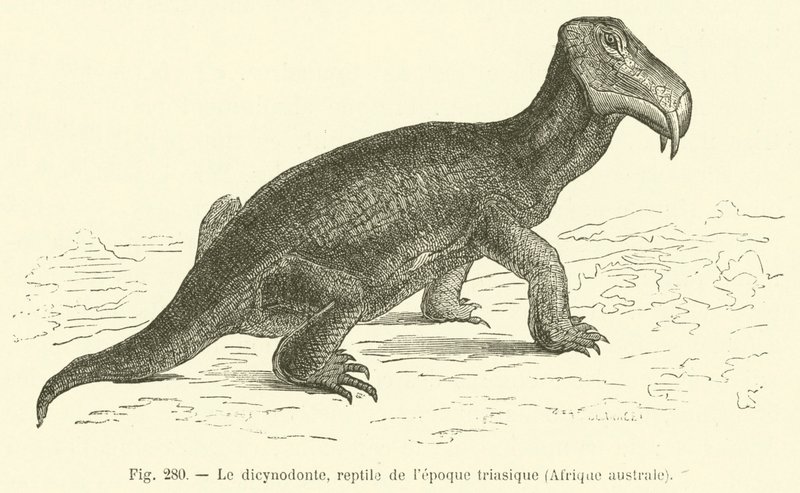 Dicynodont, hüllő a triász időszakból, Dél-Afrika (metszet) alkotó: French School