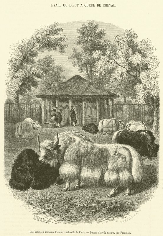 A jakok a Párizsi Természettudományi Múzeumban (metszet) alkotó: French School