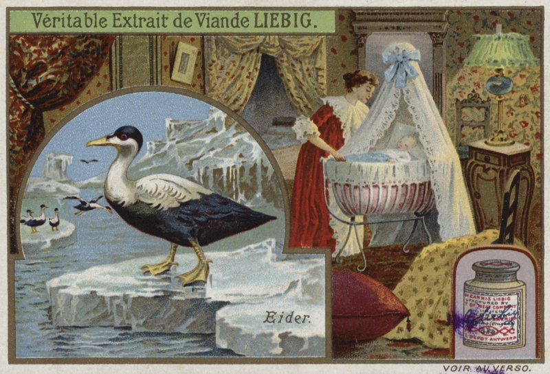 Szép kártya egy pejjal alkotó: French School