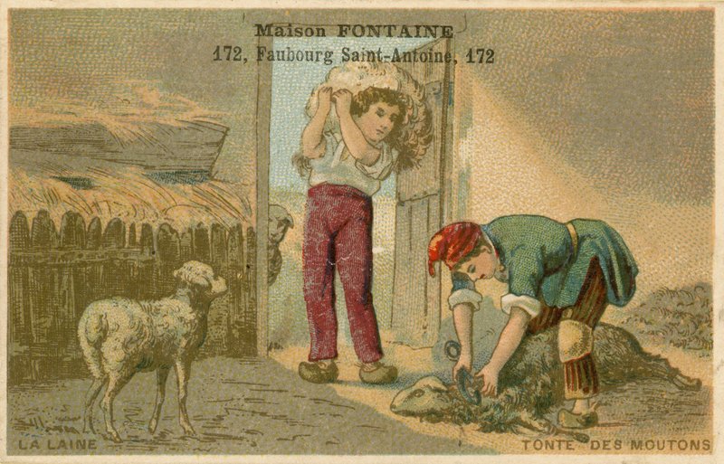 Maison Fontaine kereskedelmi kártya, birkanyírás alkotó: French School