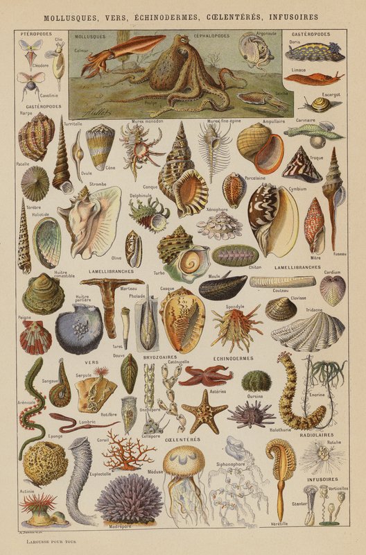 Puhatestűek, férgek, tüskésbőrűek, páncélosok, bélférgek (színes litho) alkotó: French School