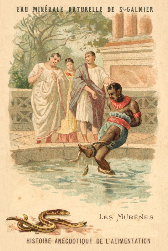 Muréna angolna (chromolitho) alkotó: French School