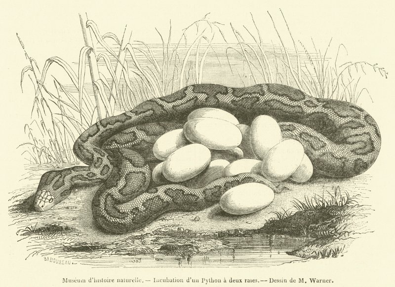 Természettudományi Múzeum, Kétcsíkos Python inkubációja (metszet) alkotó: French School
