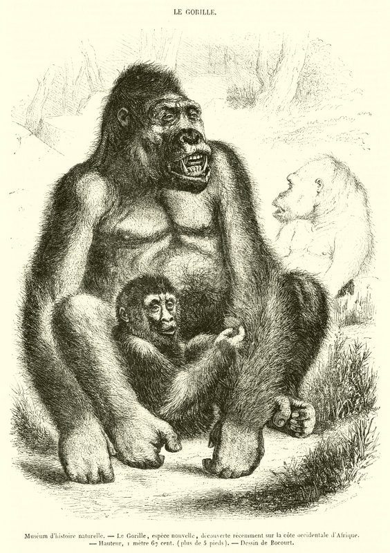 Természettudományi Múzeum, The Gorilla (metszet) alkotó: French School