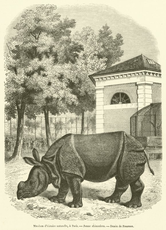 Természettudományi Múzeum, Párizs, Fiatal orrszarvú (metszet) alkotó: French School