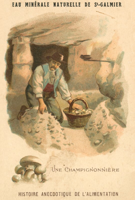Gombatermesztő (chromolitho) alkotó: French School