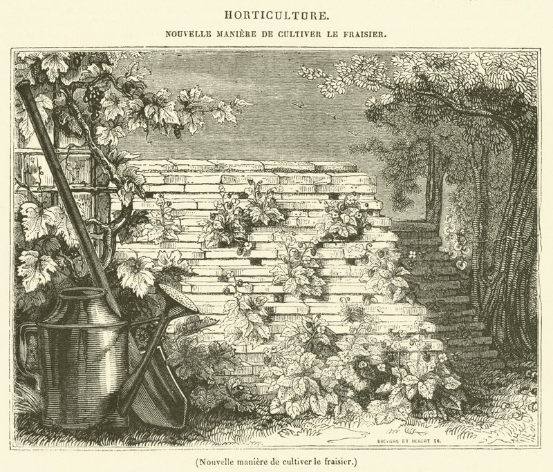 Új módszer az eper termesztésére (metszet) alkotó: French School