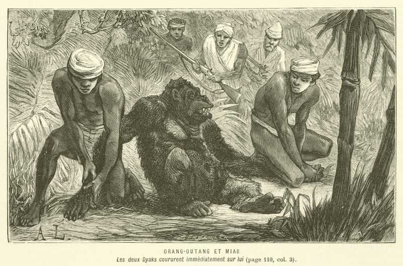 Orang-Outang Et Mias (metszet) alkotó: French School