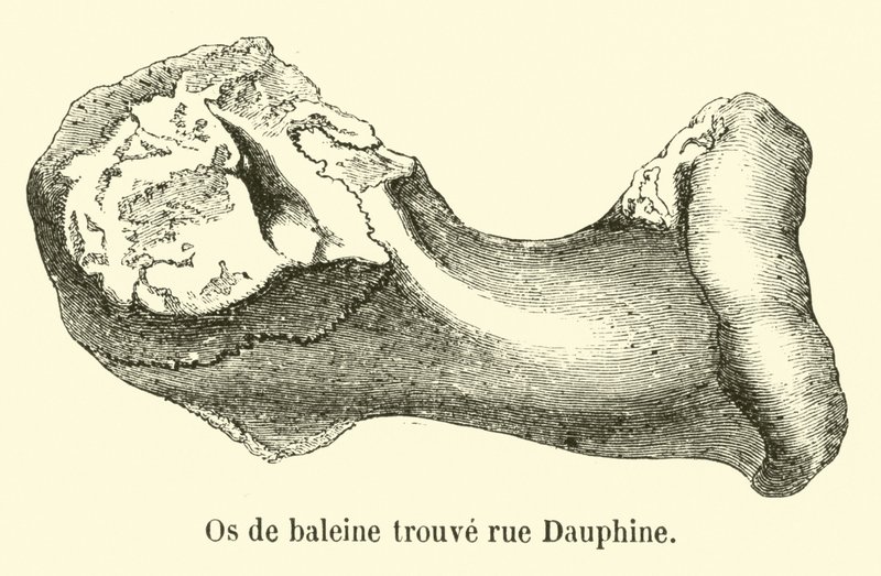 Bálnacsontot találtak a rue Dauphine-ban alkotó: French School