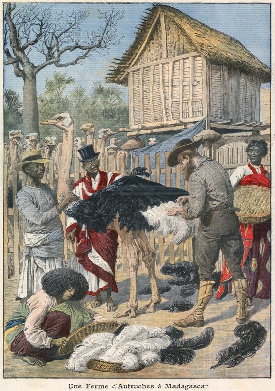 Struccfarm Madagaszkáron alkotó: French School
