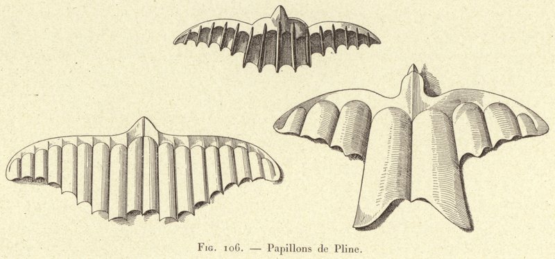 Plinius pillangói (metszet) alkotó: French School