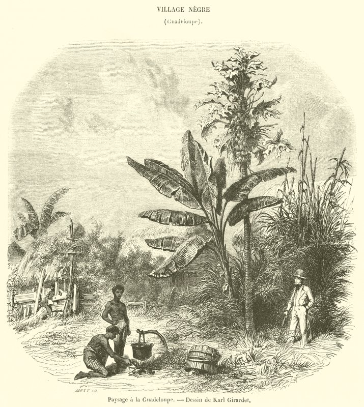 Guadeloupe-i táj (metszet) alkotó: French School
