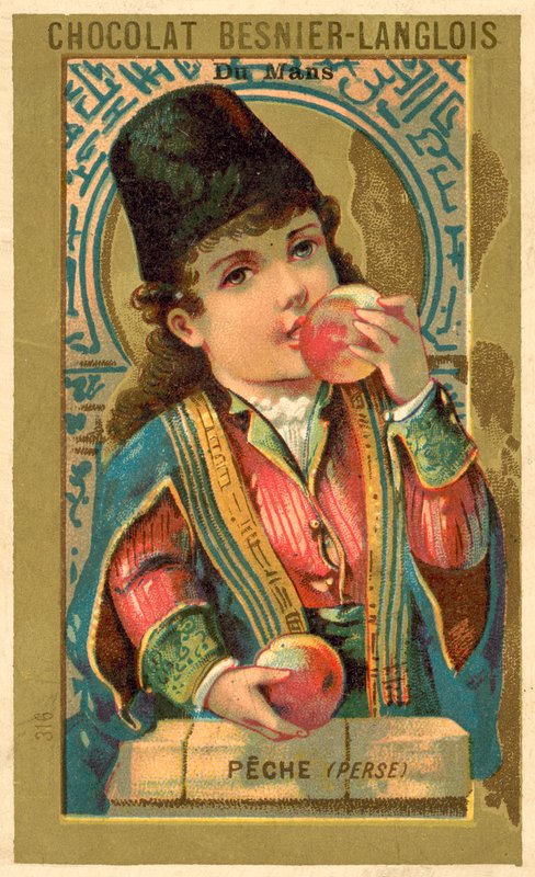 Perzsiából származó őszibarack (chromolitho) alkotó: French School