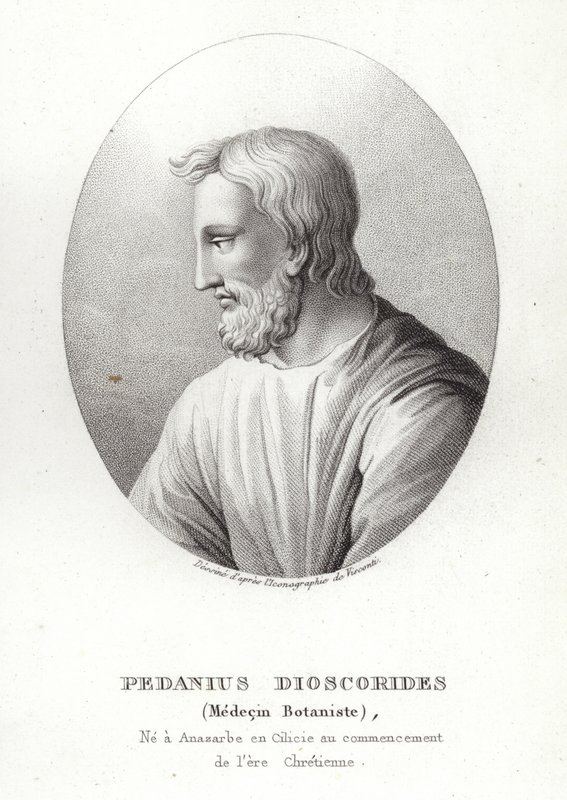 Pedanius Dioscorides alkotó: French School