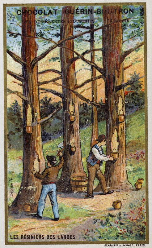 Fenyőgyanta gyűjtők a franciaországi Landesben (chromolitho) alkotó: French School