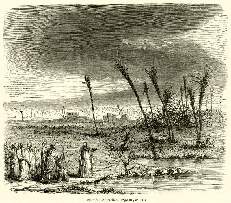 Szöcskék pestis (metszet) alkotó: French School