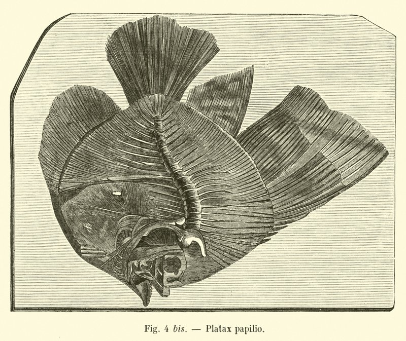 Platax pillangó alkotó: French School