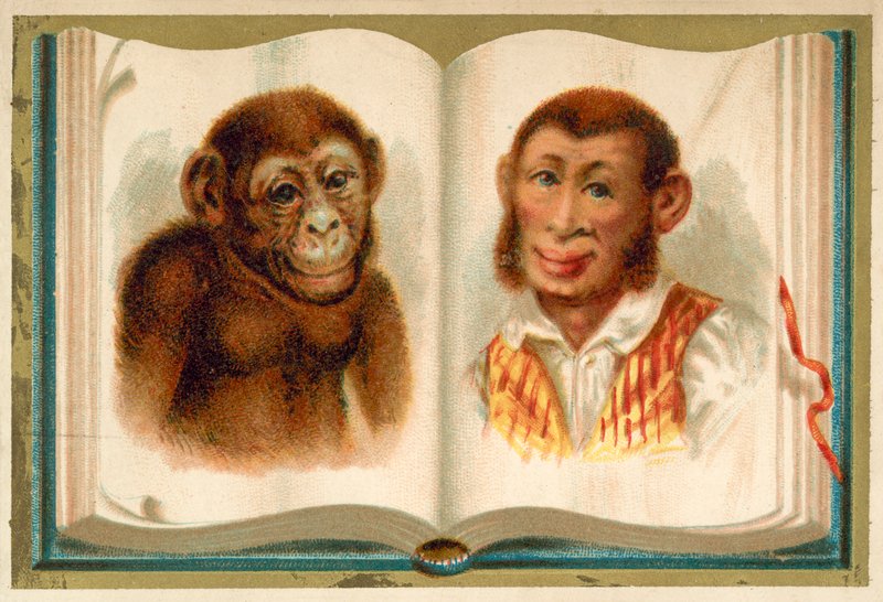 Egy majom és egy ember portréi (chromolitho) alkotó: French School