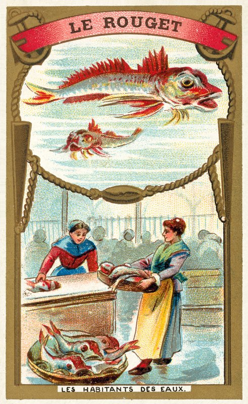 Vörös márna (chromolitho) alkotó: French School