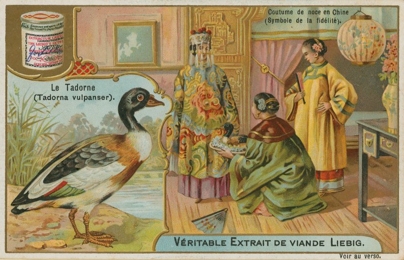Shelduck; Kínában nászajándékként kínálják, ahol a hűség szimbólumának tekintik alkotó: French School