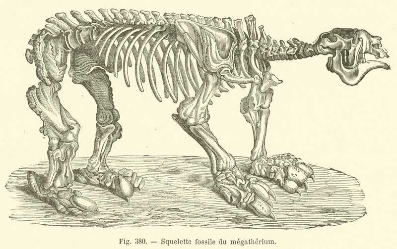 Squelette fossile du megatherium (metszet) alkotó: French School