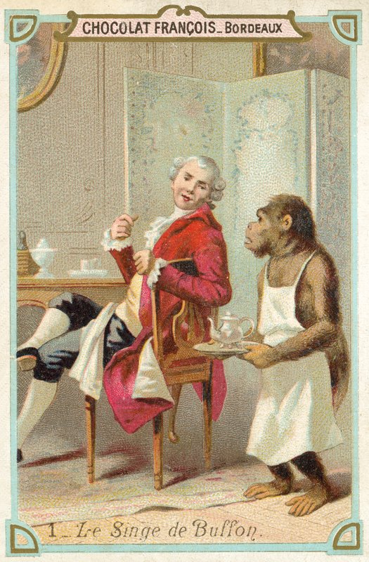 Buffon gróf francia természettudós majom (chromolitho) alkotó: French School