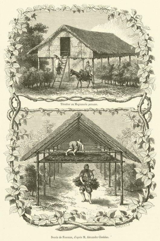 Tilembar vagy Magnanerie perzsa (metszet) alkotó: French School
