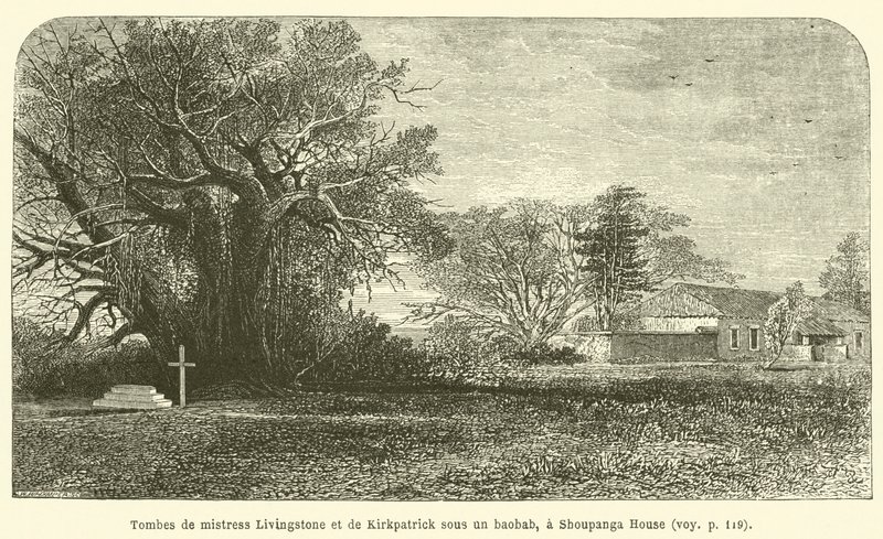 Mrs. Livingstone és Kirkpatrick sírja egy baobabfa alatt, a Shoupanga-házban (metszet) alkotó: French School