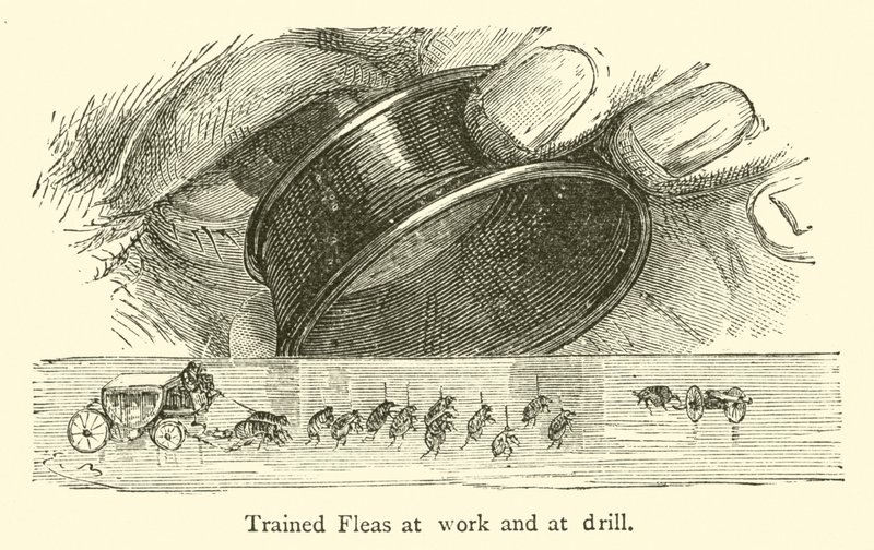 Betanított bolhák a munkában és a fúrásnál (gravírozás) alkotó: French School