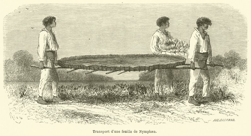 Nymphaea levél szállítása (gravírozás) alkotó: French School