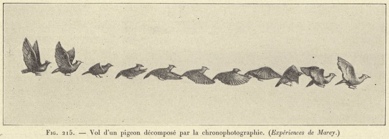Egy lebomlott galamb repülése kronofotózással alkotó: French School