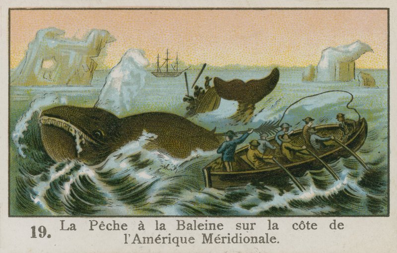 Bálnavadászat Dél-Amerika partjainál alkotó: French School