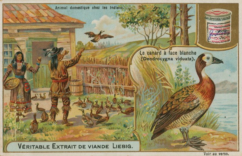 Fehérarcú füttykacsa, amelyet amerikai indiánok háziasítottak alkotó: French School