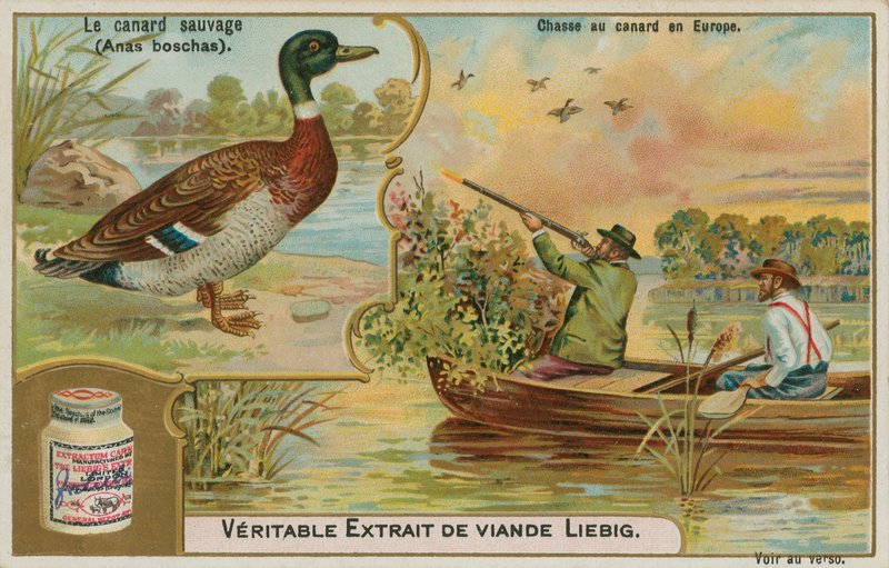 Vadkacsa; kacsavadászat Európában alkotó: French School