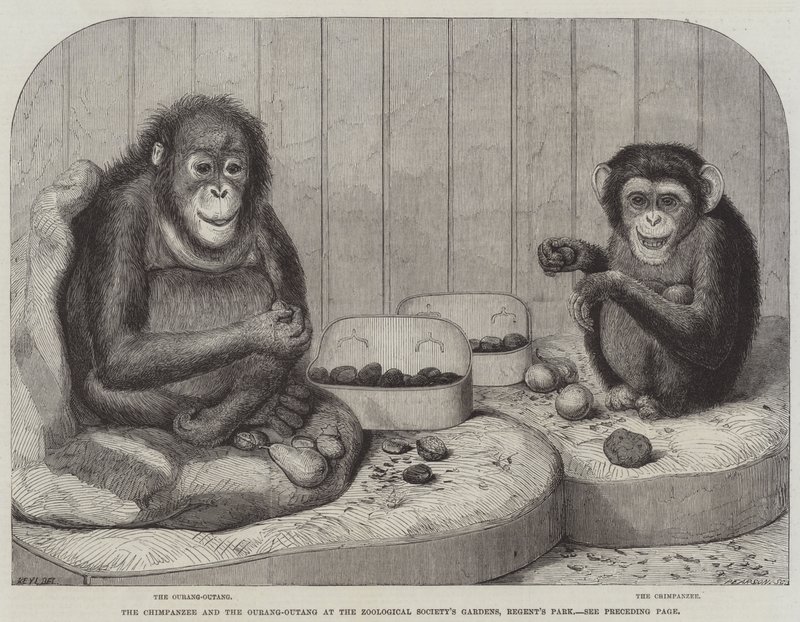 A csimpánz és az Ourang-Outang a Zoological Society kertjében, a Regent
