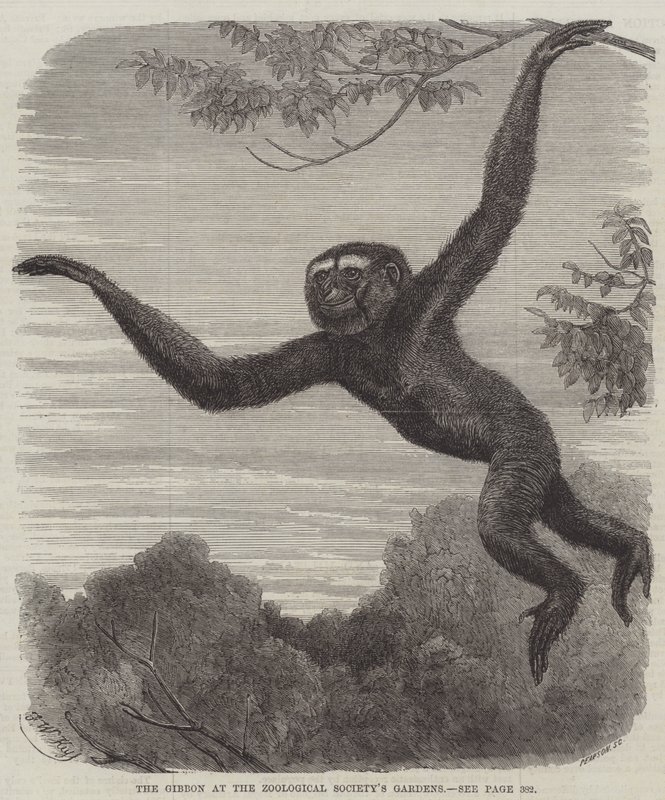 A Gibbon az Állattani Társaság kertjeiben alkotó: Friedrich Wilhelm Keyl