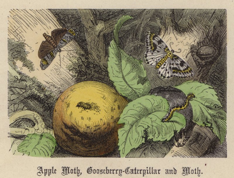 Almamoly, egres-hernyó és lepke (színes metszet) alkotó: Friedrich Specht