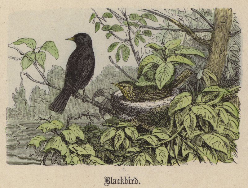 Blackbird (színes metszet) alkotó: Friedrich Specht