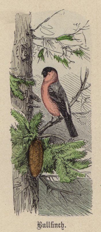 Süvöltő (színes metszet) alkotó: Friedrich Specht