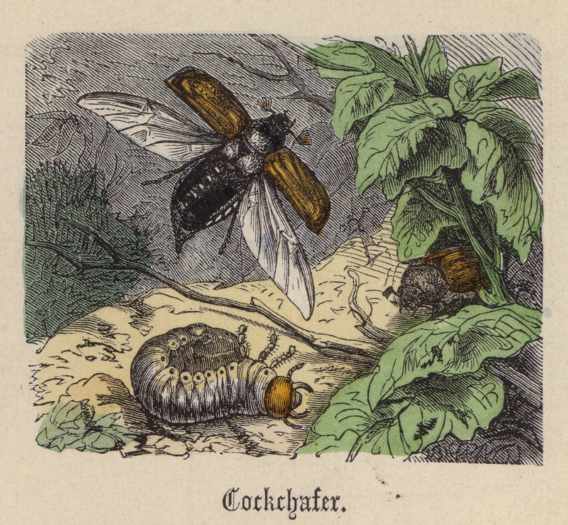 Cockchafer (színes gravírozás) alkotó: Friedrich Specht