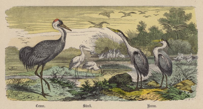 Daru, gólya, gém (színes metszet) alkotó: Friedrich Specht