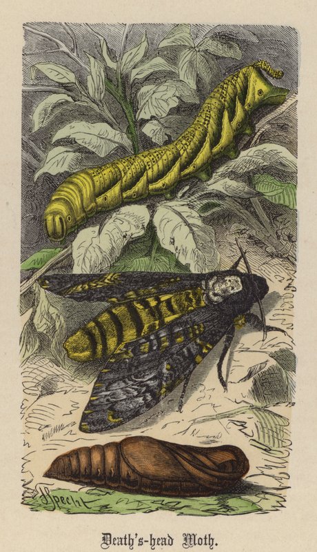 Halálfejes moly (színes metszet) alkotó: Friedrich Specht
