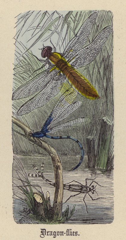 Sárkánylegyek (színes metszet) alkotó: Friedrich Specht