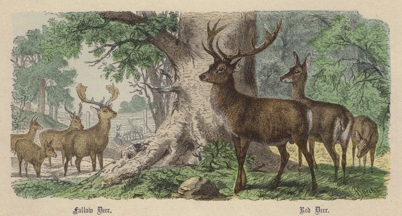 Dámszarvas, Gímszarvas (színes metszet) alkotó: Friedrich Specht
