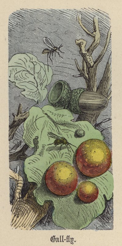 Epelégy (színes metszet) alkotó: Friedrich Specht