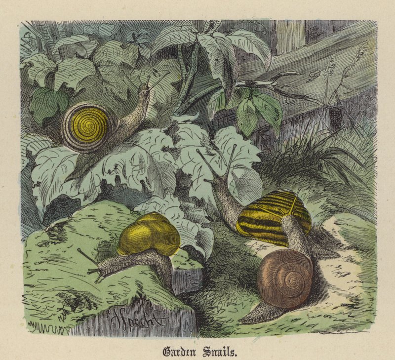 Kerti csigák (színes metszet) alkotó: Friedrich Specht
