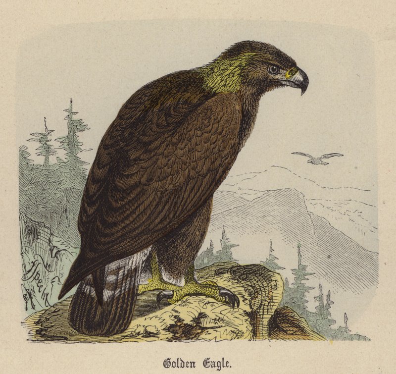 Golden Eagle (színes metszet) alkotó: Friedrich Specht